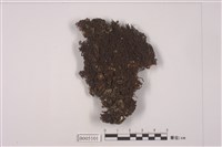 藏品(小角衣屬)的圖片